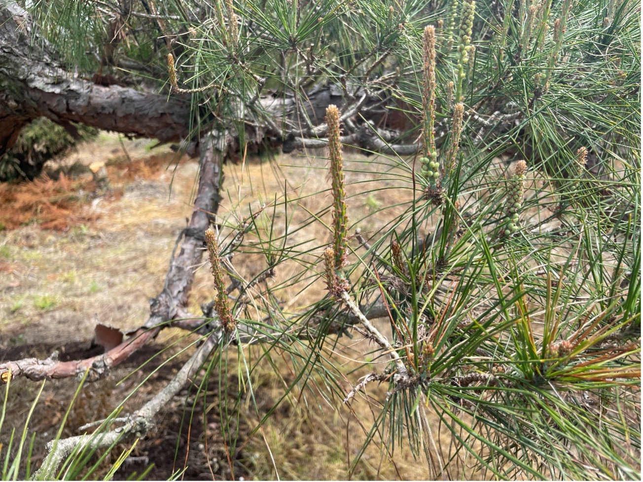 庭木植栽